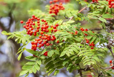 Sonbaharda kırmızı çilek ile rowan ağacının Dalı