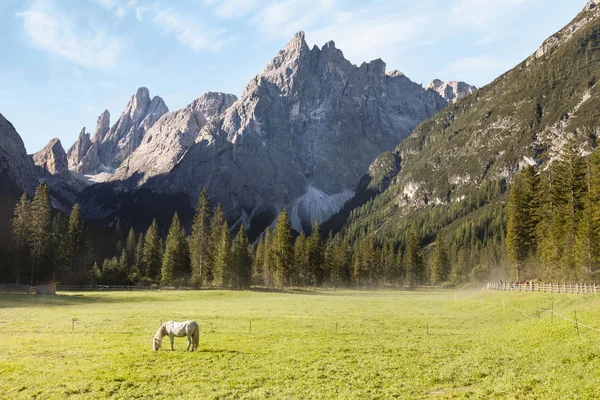 Tidig morgon berg landskap med ensam vit häst — Stockfoto