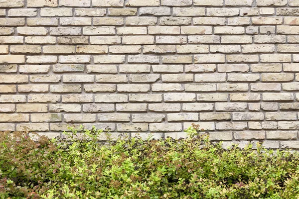 Cihlová zeď pozadí se zelenými keři — Stock fotografie