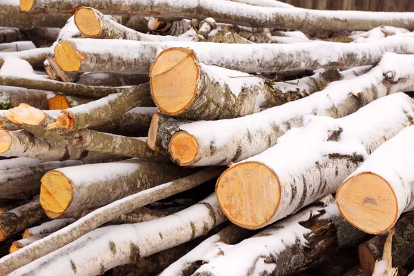 一堆堆被雪覆盖的新砍伐的桦木 — 图库照片