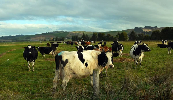 Panoramic View Herd Holstein Freisian Cows Enjoying Late Afternoon Winter — Stock Photo, Image