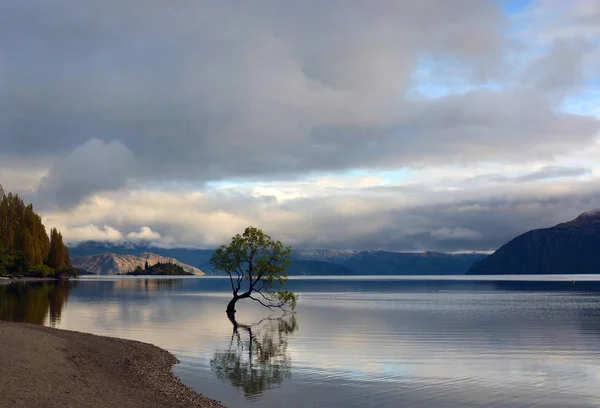 Árvore Famosa Crescendo Lago Wanaka Central Otago Nova Zelândia — Fotografia de Stock