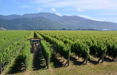 Saivignon Blanc Vines as Far As The Eye Can See in Wairau Valley, Marlborough, New Zealand. clipart