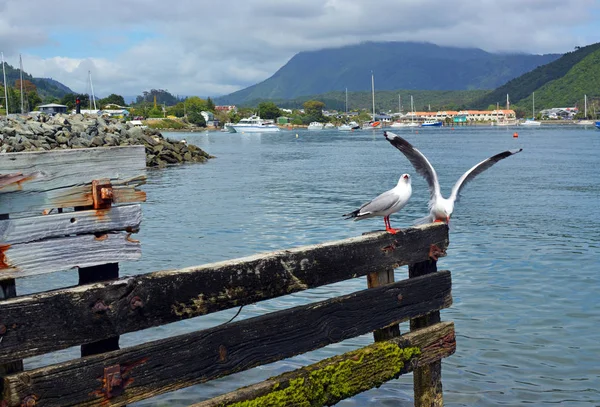 Gaivotas Empoleiradas Velho Molhe Madeira Baía Waikawa Marlborough Sounds Nova — Fotografia de Stock