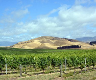 Marlborough Sauvignon Blanc bağ ve Hill dikey Panoraması