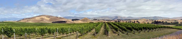 Super široké panorama z Marlborough Sauvignon Blanc révy a hil — Stock fotografie