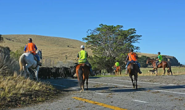 Horse verzameling vee op Banks Peninsula, Nieuw-Zeeland — Stockfoto