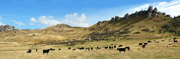 Castle Hill Cattle Farming Panorama, Canterbury, New Zealand — Stock Photo, Image