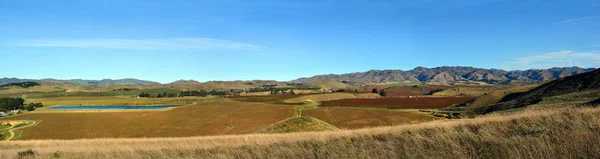 Sauvignon Blanc Vinyards in de winter Awatere Valley Marlborough ne — Stockfoto