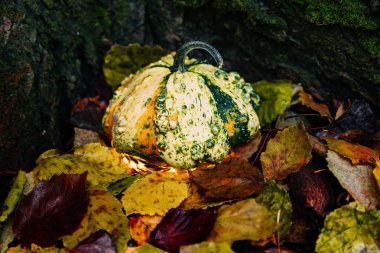 Orman peri ışıkları ile bir küçük kabak