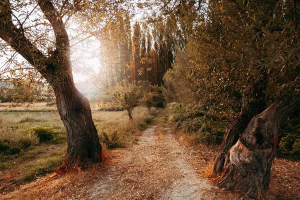 Sis Yere Düşen Yapraklar Ile Sonbahar Yolu — Stok fotoğraf