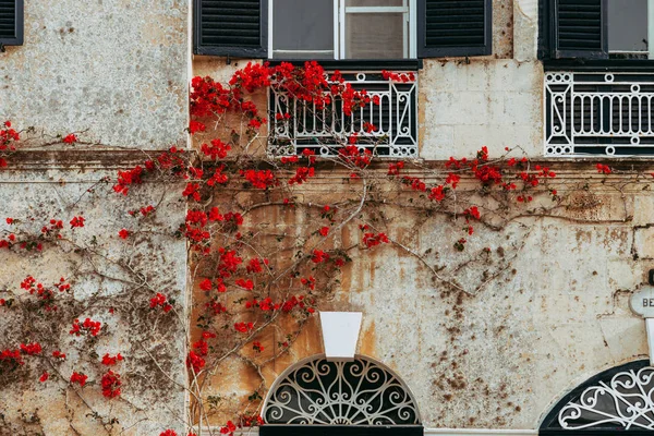 Antigua Casa Maltesa Con Buganvillas Rojas Pared — Foto de Stock