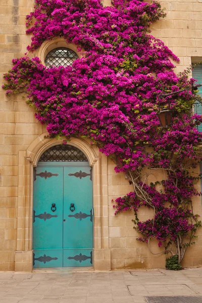 Antik Malta evin duvarında pembe begonviller ile