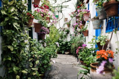 Cordoba, Andalusia İspanya bitkiler bir sürü tipik Endülüs avlusu