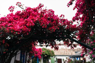Cordoba, Andalusia İspanya bitkiler bir sürü tipik Endülüs avluda büyük Begonvil