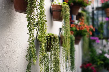 Cordoba, Andalusia İspanya bitkiler bir sürü tipik Endülüs avlusu