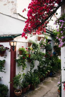 Cordoba, Andalusia İspanya bitkiler bir sürü tipik Endülüs avlusu