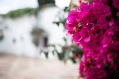 Cordoba, Andalusia İspanya bitkiler bir sürü tipik Endülüs avluda büyük Begonvil