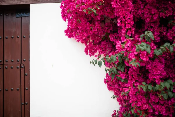 Nagy Bougainvillea Egy Tipikus Andalúz Udvaron Cordoba Egy Csomó Növények — Stock Fotó