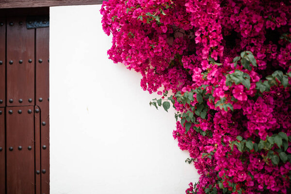 Big bougainvillea in a typical andalusian courtyard in Cordoba, Andalusia Spain with a lot of plants