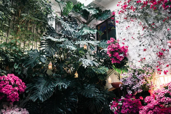 Cour Andalouse Typique Cordoue Andalousie Espagne Avec Beaucoup Plantes — Photo