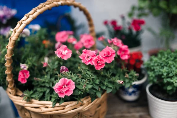 多くの植物が付いているアンダルシア スペイン コルドバの典型的なアンダルシア風の中庭 — ストック写真