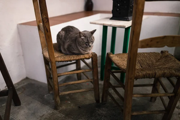 Chat Sur Une Chaise Vintage Dans Une Cour Andalouse Typique — Photo
