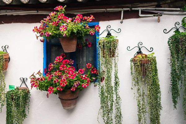 Cordoba, Andalusia İspanya bitkiler bir sürü tipik Endülüs avlusu