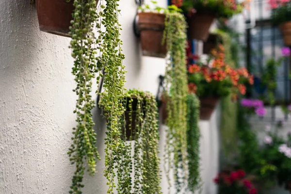 Tipikus Andalúz Udvart Cordoba Egy Csomó Növények Andalúzia Spanyolország — Stock Fotó