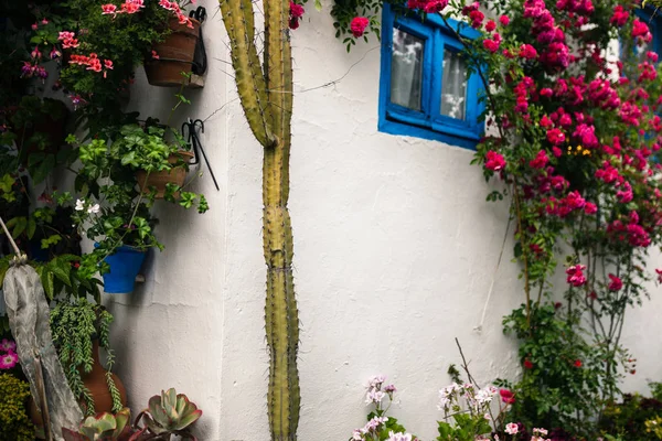 多くの植物が付いているアンダルシア スペイン コルドバの典型的なアンダルシア風の中庭 — ストック写真