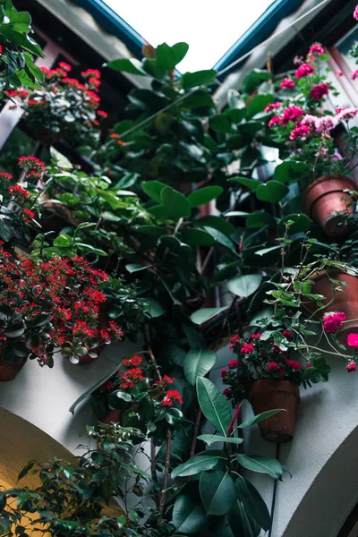 多くの植物が付いているアンダルシア スペイン コルドバの典型的なアンダルシア風の中庭 — ストック写真