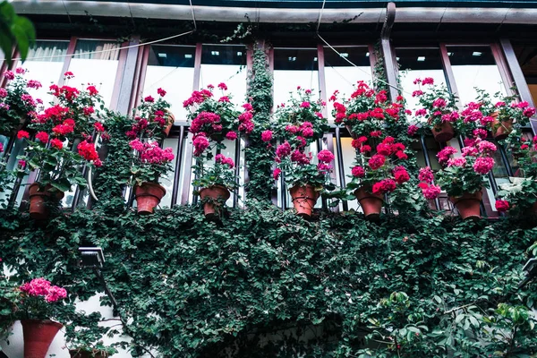 Cour Andalouse Typique Cordoue Andalousie Espagne Avec Beaucoup Plantes — Photo