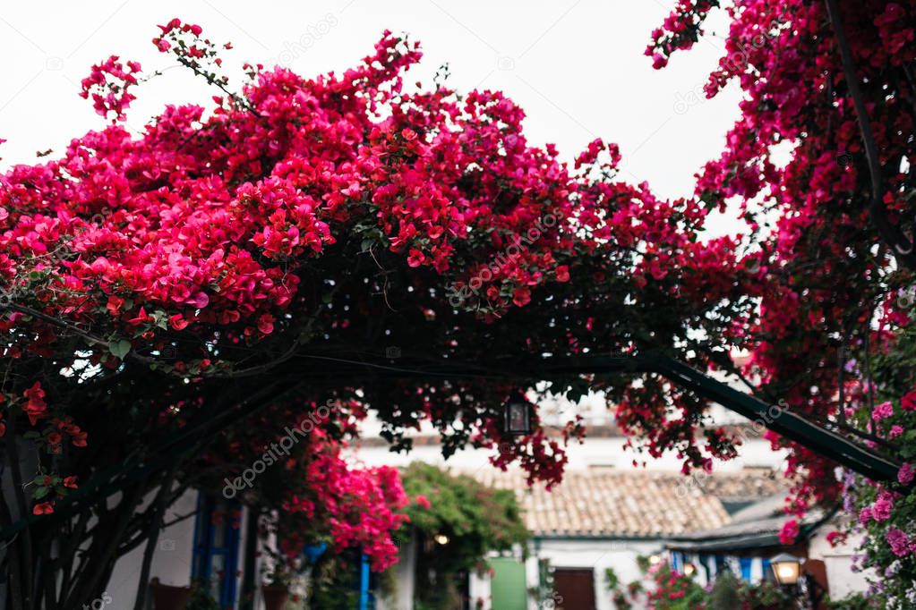 Big bougainvillea in a typical andalusian courtyard in Cordoba, Andalusia Spain with a lot of plants