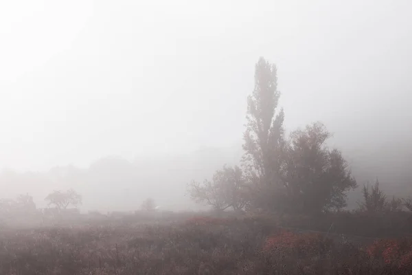 Paysage Automne Avec Brouillard Dans Forêt — Photo