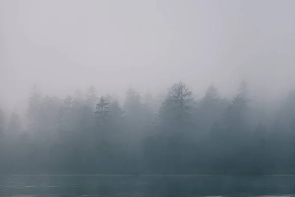 Vistas Del Bosque Entre Niebla Frontera Del Lago Con Árboles — Foto de Stock