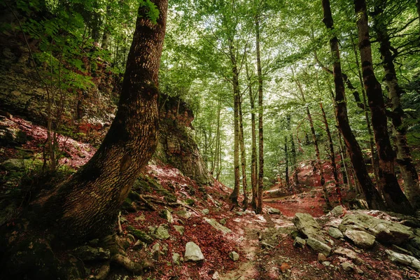 Forêt Perdue Dans Nord Espagne Beaucoup Arbres Avec Mousse Sur — Photo