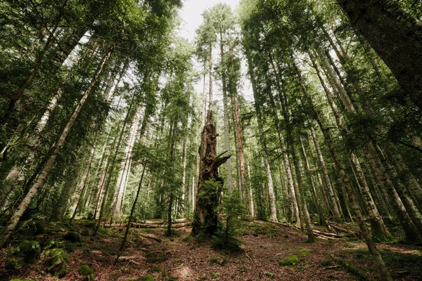 Bosque Perdido Norte España Con Antiguo Árbol Muerto Centro Escena — Foto de Stock