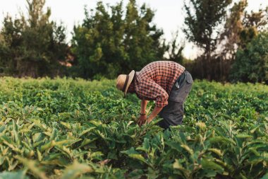 Kendi alanında çalışan şapkalı genç çiftçi adam
