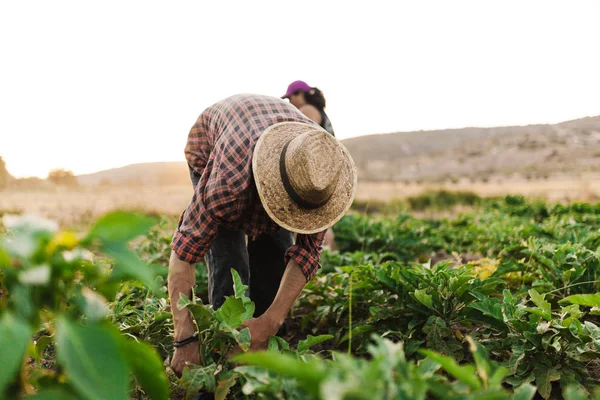 Jungbauer mit Hut bei der Feldarbeit — Stockfoto