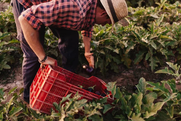 Jovem agricultor com chapéu trabalhando em seu campo — Fotografia de Stock