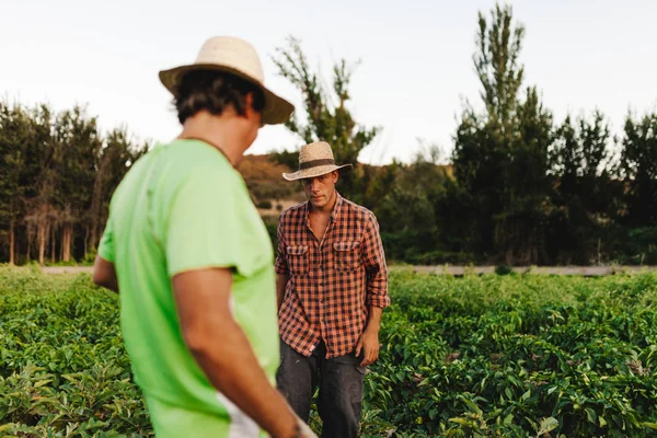 Farmers men with hat working in his field — Stock Photo, Image