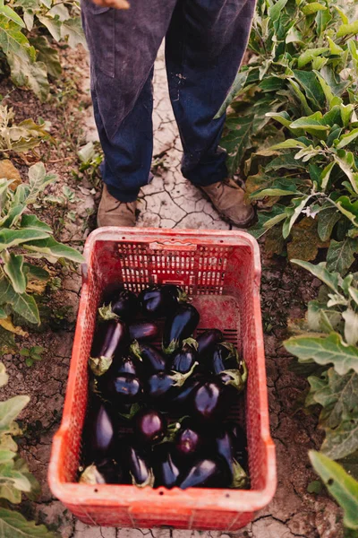Jovem agricultor com uma caixa de berinjelas na terra — Fotografia de Stock