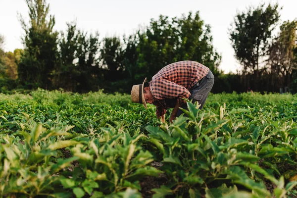 Jonge boer man met hoed werken in zijn vakgebied — Stockfoto