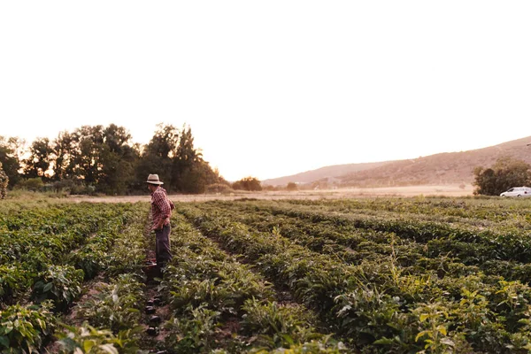 Młody rolnik z kapeluszem pracuje w swojej dziedzinie — Zdjęcie stockowe