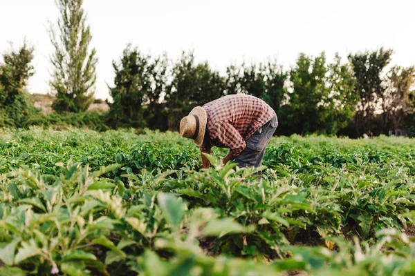 Jungbauer mit Hut bei der Feldarbeit — Stockfoto