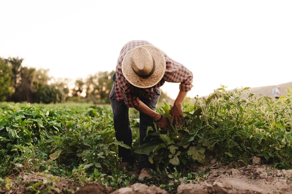 Young farmer man with hat working in his field — Stock Photo, Image