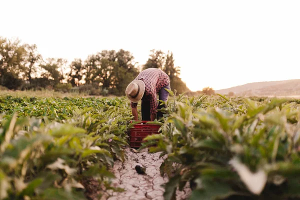 Jovem agricultor com chapéu trabalhando em seu campo — Fotografia de Stock