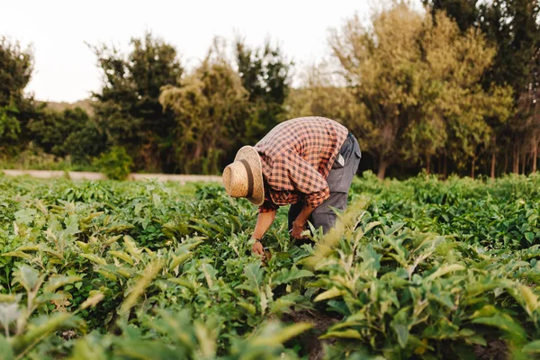 Jovem agricultor com chapéu trabalhando em seu campo — Fotografia de Stock