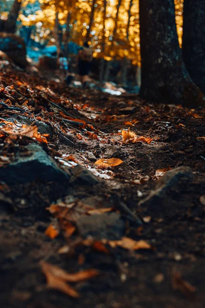 Осенний каштановый лес в Испании с теплыми красками — стоковое фото