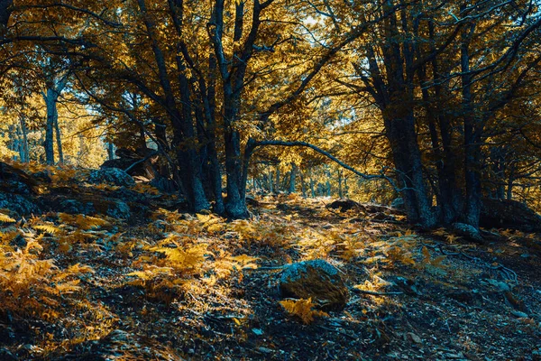 İspanya 'da sonbahar kestanesi ormanı sıcak renklerle — Stok fotoğraf